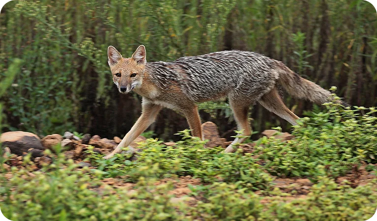 Graxaim-do-campo, a raposinha do Pampa
