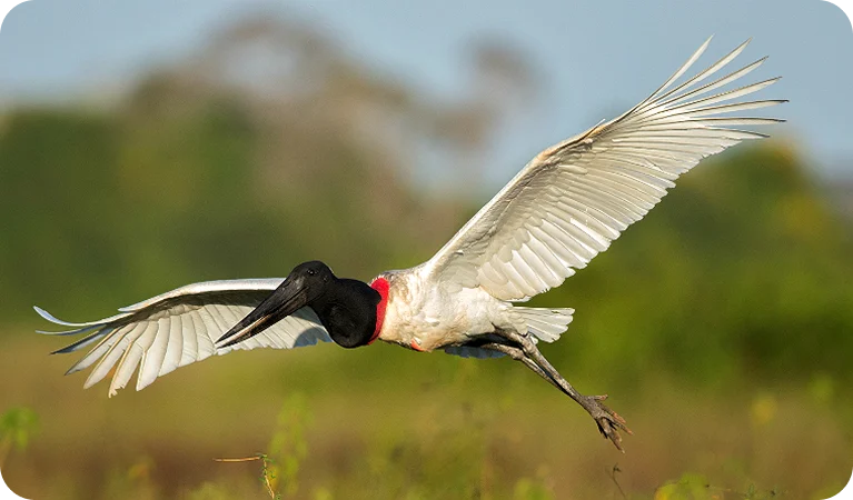 Tuiuiú, a ave símbolo do Pantanal