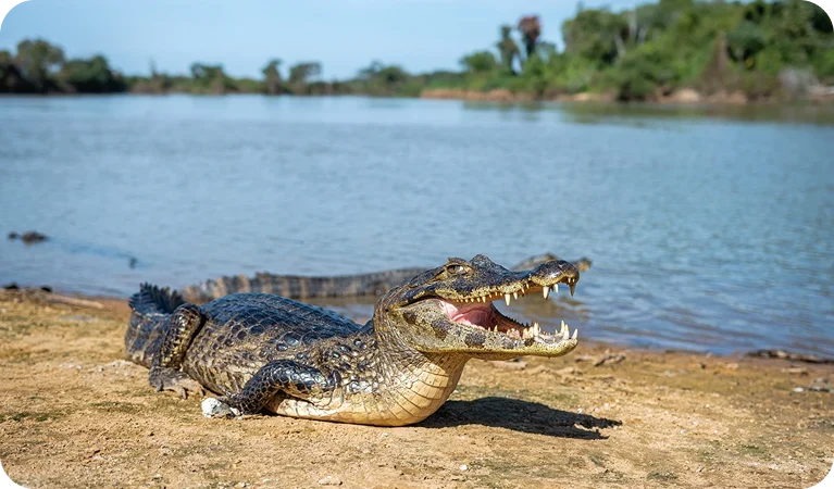 Jacaré-do-pantanal, um predador das águas pantaneiras