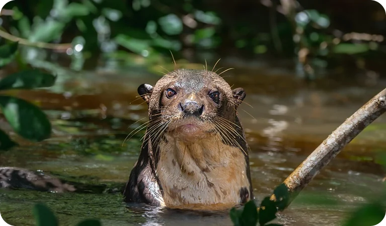 Ariranha, a onça-do-rio