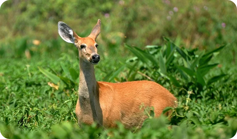 Cervo do Pantanal, o cervídeo pantaneiro